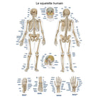 Anatomical board - The human skeleton - 50 x 70 cm - French and Latin