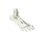 Classic skeleton - Foot with beginning of tibia and numbered bones