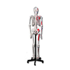 Human body muscular skeleton